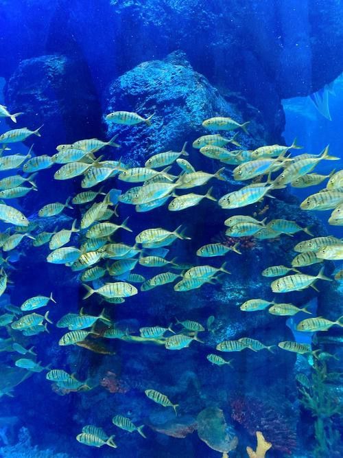 水龍魚圖片大全高清壁紙圖