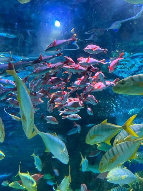 水龍魚圖片大全高清壁紙圖