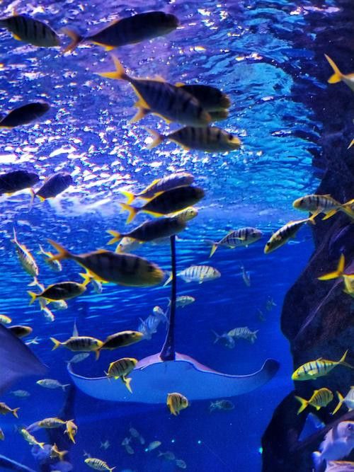 水龍魚圖片大全高清壁紙圖