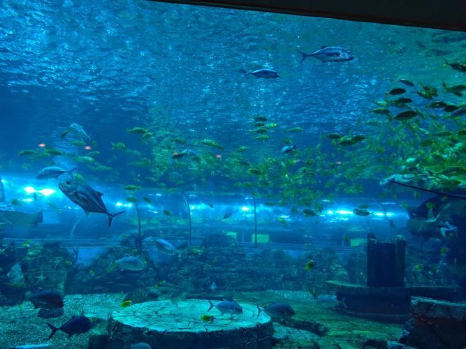 水龍魚圖片大全高清壁紙圖