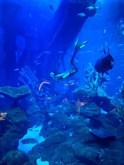 水龍魚圖片大全高清壁紙圖