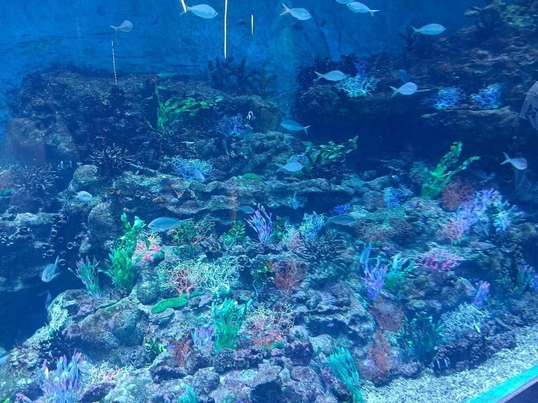 水龍魚圖片大全高清壁紙圖