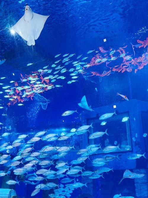水龍魚圖片大全高清壁紙圖