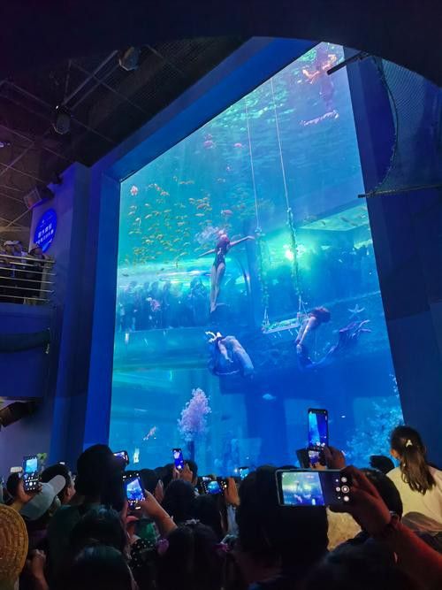 水龍魚圖片大全高清壁紙圖