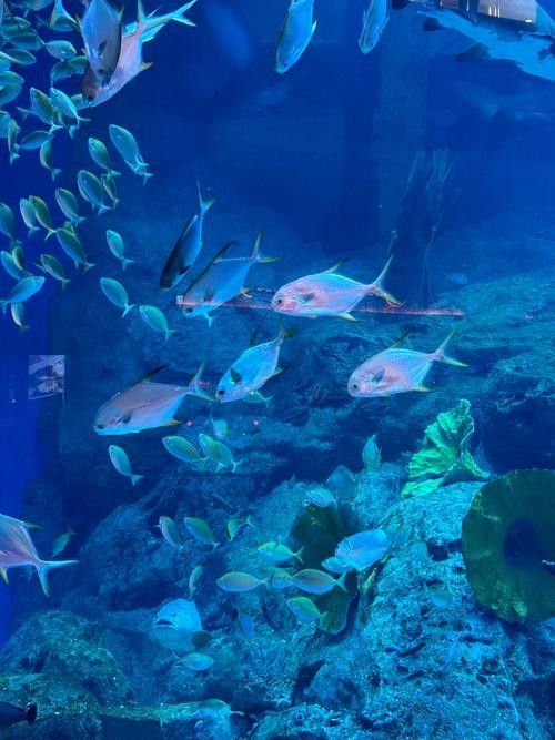 水龍魚圖片大全高清壁紙圖