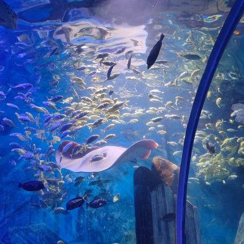 水龍魚圖片大全高清壁紙圖