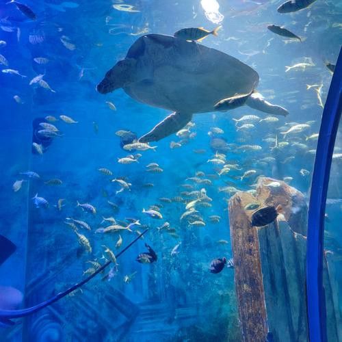 水龍魚圖片大全高清壁紙圖