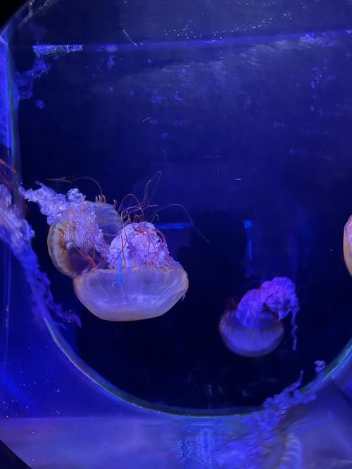水龍魚圖片大全高清壁紙圖