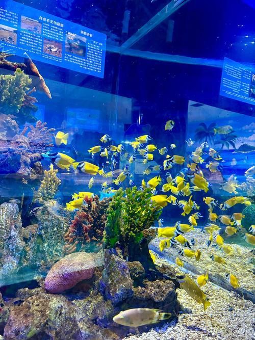 水龍魚圖片大全高清壁紙圖