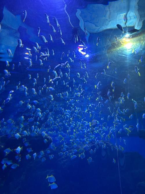 水龍魚圖片大全高清壁紙圖