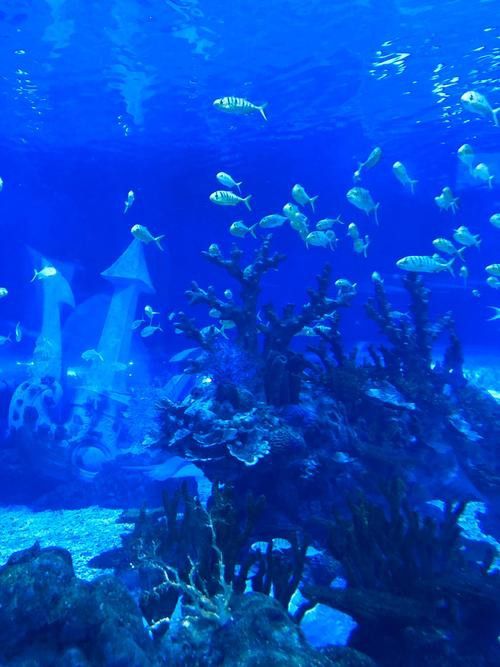 水龍魚圖片大全高清壁紙圖