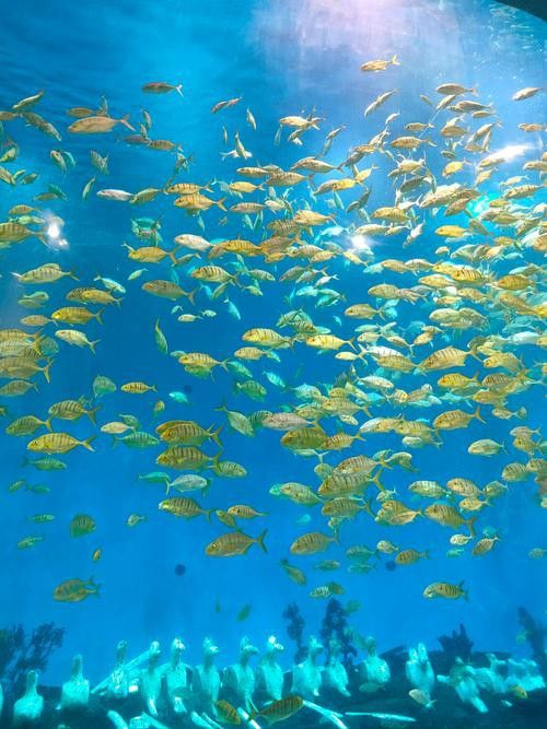 水龍魚圖片大全高清壁紙圖