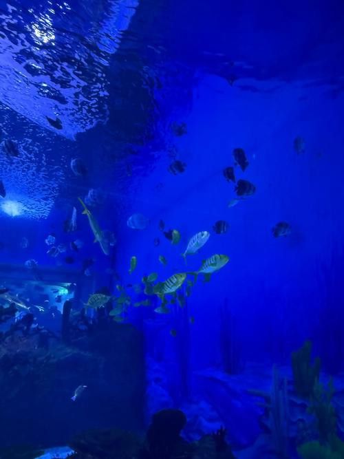 水龍魚圖片大全高清壁紙圖