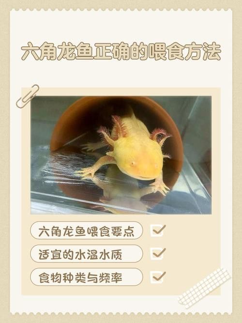 六角龍魚每次喂多少合適呢