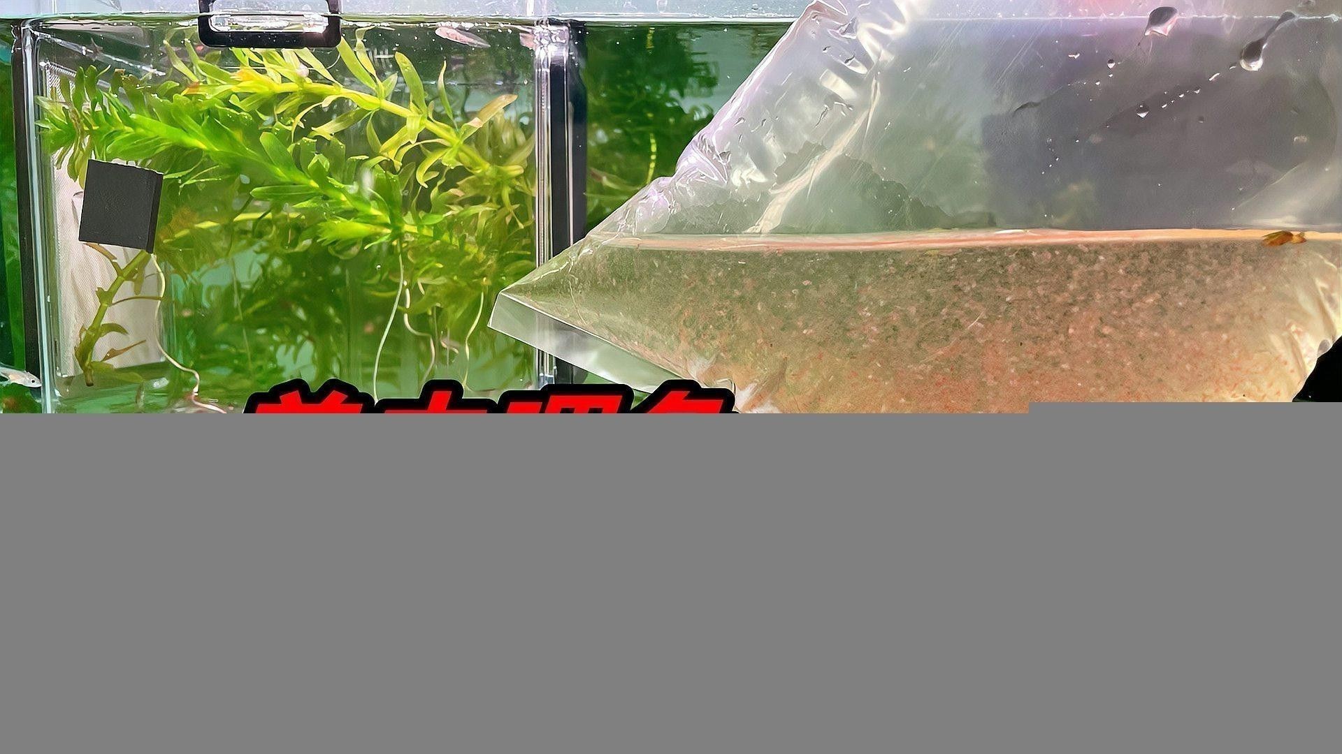 六角龍魚每次喂多少合適呢