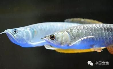 龍魚一天吃多少粒合適：龍魚一天吃多少粒合適取決于龍魚的大小和生長階段