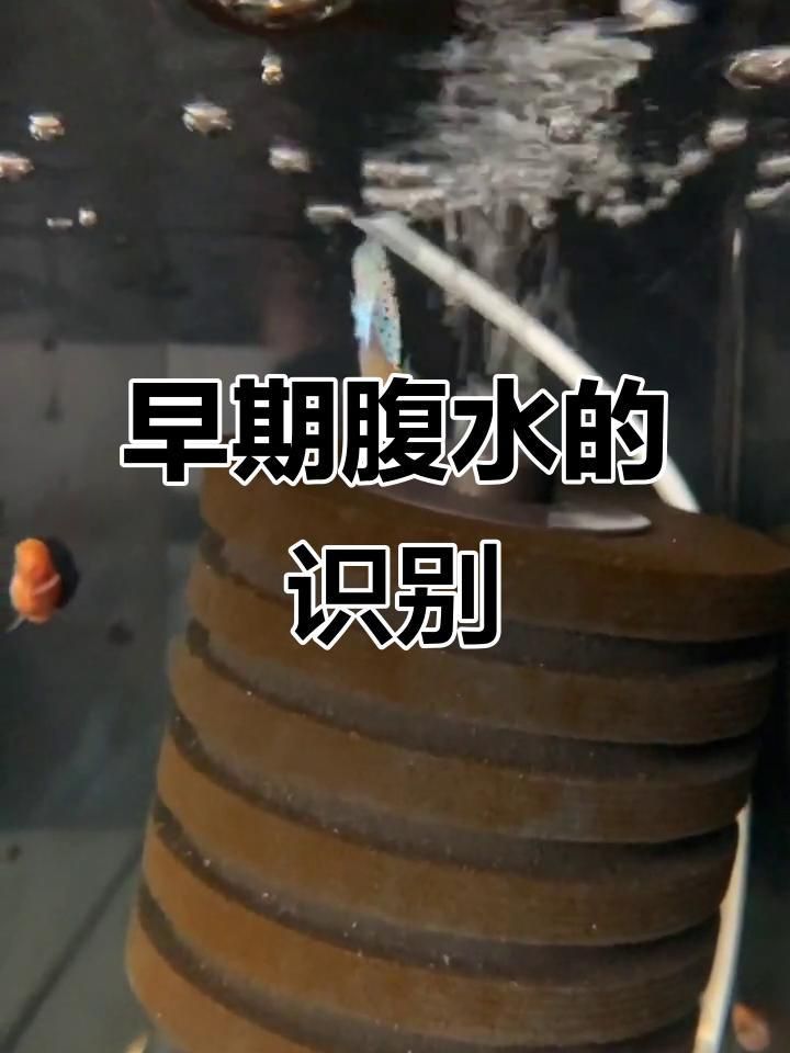 如何預防魚類腹水？