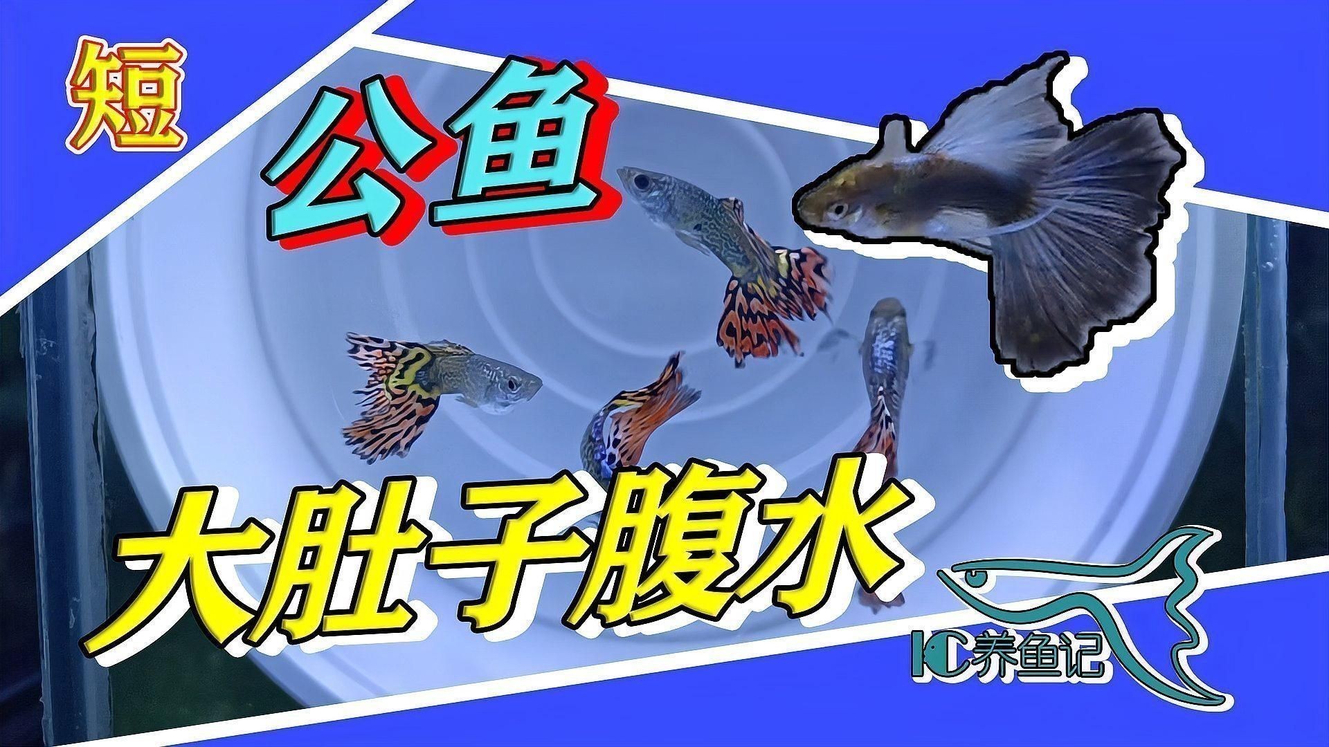 如何預防魚類腹水？