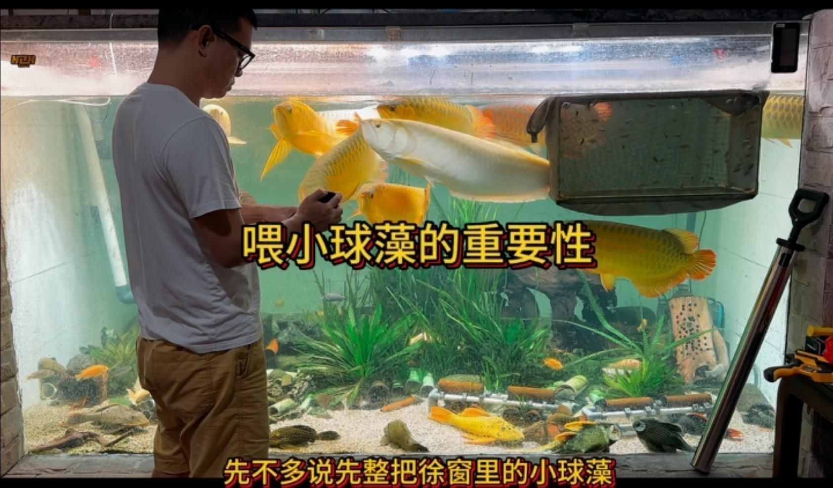 如何預防魚類腹水？