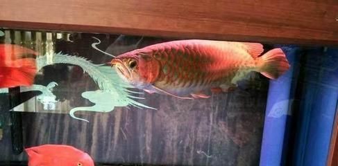 屬龍人能養魚嗎：屬龍人的養魚風水講究，養魚與否完全取決于個人的選擇