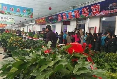 呼和浩特水族批發市場（呼和浩特市有幾個主要的水族批發市場） 呼和浩特水族批發市場（呼和浩特市有幾個主要的水族批發市場） 龍魚百科 第2張
