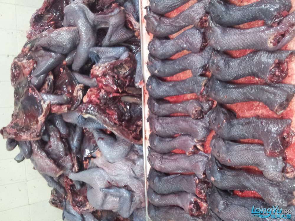 呼和浩特水族批發市場（呼和浩特市有幾個主要的水族批發市場） 呼和浩特水族批發市場（呼和浩特市有幾個主要的水族批發市場） 龍魚百科 第4張