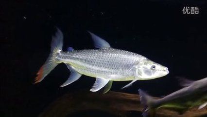 白金猛魚和龍魚混養：白金猛魚和龍魚可以混養嗎 白金猛魚和龍魚混養：白金猛魚和龍魚可以混養嗎 龍魚百科 第1張
