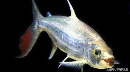 白金猛魚和龍魚混養：白金猛魚和龍魚可以混養嗎 白金猛魚和龍魚混養：白金猛魚和龍魚可以混養嗎 龍魚百科 第2張