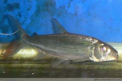 白金猛魚和龍魚混養：白金猛魚和龍魚可以混養嗎 白金猛魚和龍魚混養：白金猛魚和龍魚可以混養嗎 龍魚百科 第3張