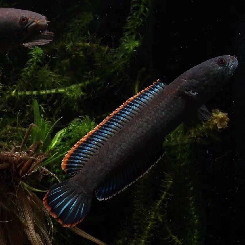 龍魚在冷水能活嗎：龍魚可以在冷水中生存嗎