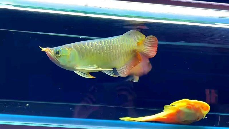 金龍魚翹頭