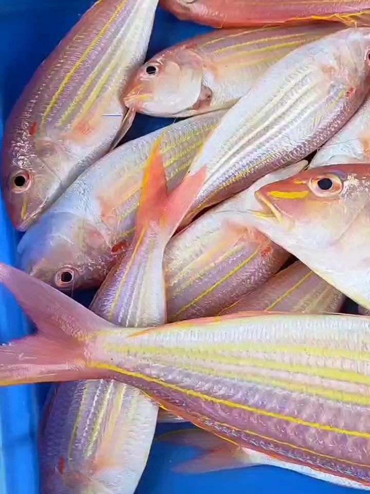 湛江龍魚好吃嗎怎么樣啊視頻 湛江龍魚好吃嗎怎么樣啊視頻 龍魚百科 第1張