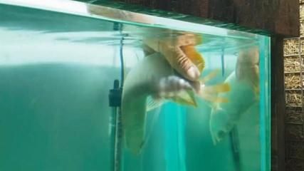 龍魚翻白肚怎么回事：龍魚翻白肚怎么了龍魚翻白肚怎么處理龍魚翻白肚的原因
