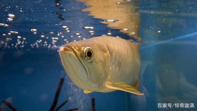 世界上有龍魚（世界上確實(shí)存在龍魚的風(fēng)水寓意是什么龍魚的風(fēng)水寓意是什么）