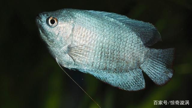 世界上有龍魚（世界上確實(shí)存在龍魚的風(fēng)水寓意是什么龍魚的風(fēng)水寓意是什么）