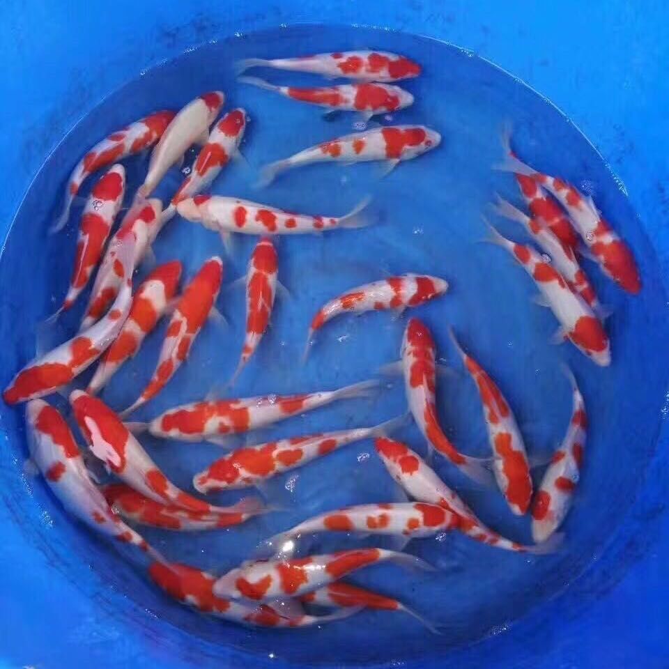 為什么沒有人賣龍魚苗（為何市場上難以找到龍魚苗售賣的原因）