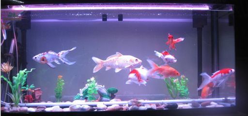 養龍魚的燈管怎么擺放的：養龍魚時燈管擺放位置對龍魚的顏色和健康有著重要影響 養龍魚的燈管怎么擺放的：養龍魚時燈管擺放位置對龍魚的顏色和健康有著重要影響 龍魚百科 第2張