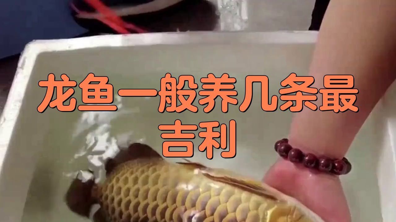 龍魚養幾條風水最好吉利