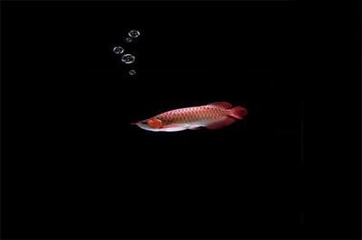 龍魚凹眼治療：龍魚凹眼怎么辦