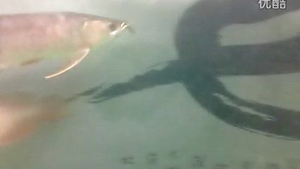 龍魚凹眼治療：龍魚凹眼怎么辦