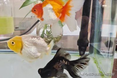 龍魚吃錦鯉視頻:關于龍魚吃錦鯉的相關信息和視頻描述 龍魚百科 第4張 龍魚吃錦鯉視頻:關于龍魚吃錦鯉的相關信息和視頻描述 龍魚吃錦鯉視頻:關于龍魚吃錦鯉的相關信息和視頻描述 龍魚百科 第4張