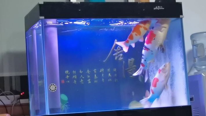 龍魚吃錦鯉視頻:關于龍魚吃錦鯉的相關信息和視頻描述 龍魚百科 第5張 龍魚吃錦鯉視頻:關于龍魚吃錦鯉的相關信息和視頻描述 龍魚吃錦鯉視頻:關于龍魚吃錦鯉的相關信息和視頻描述 龍魚百科 第5張