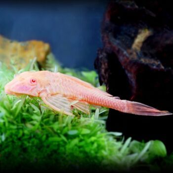 銀龍魚(yú)與金魚(yú)招財(cái)效果對(duì)比:銀龍魚(yú)與金魚(yú)在風(fēng)水文化中具有招財(cái)?shù)淖饔茫鼈兊脑⒁夂宛B(yǎng)殖要求有所不同 龍魚(yú)百科 第3張 銀龍魚(yú)與金魚(yú)招財(cái)效果對(duì)比:銀龍魚(yú)與金魚(yú)在風(fēng)水文化中具有招財(cái)?shù)淖饔茫鼈兊脑⒁夂宛B(yǎng)殖要求有所不同 銀龍魚(yú)與金魚(yú)招財(cái)效果對(duì)比:銀龍魚(yú)與金魚(yú)在風(fēng)水文化中具有招財(cái)?shù)淖饔茫鼈兊脑⒁夂宛B(yǎng)殖要求有所不同 龍魚(yú)百科 第3張