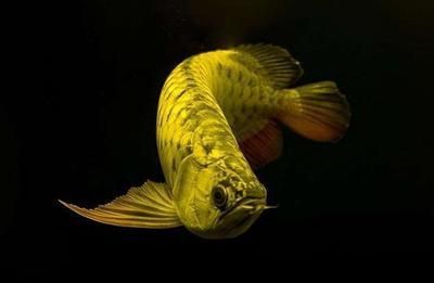 龍魚全部品種大全：常見龍魚品種及種