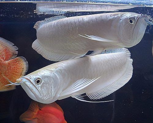 龍魚鱗片邊緣出現缺口