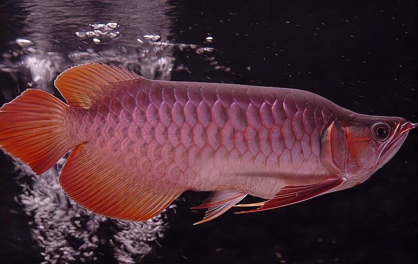 龍魚鱗片邊緣出現缺口