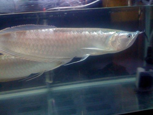 銀龍魚身上有黑點是怎么回事圖片