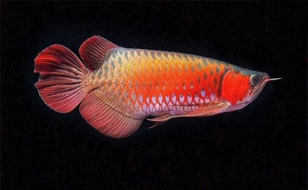 銀龍魚身上有黑點是怎么回事圖片