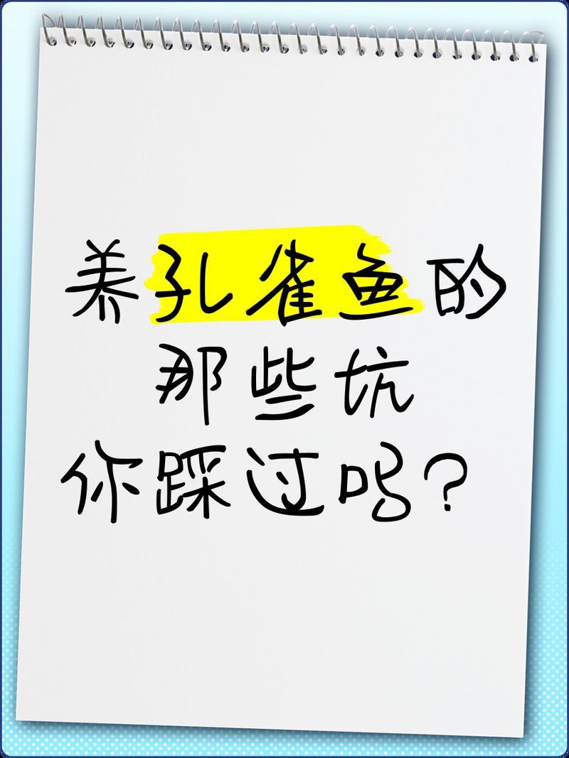 孔雀魚 紅尾火炬