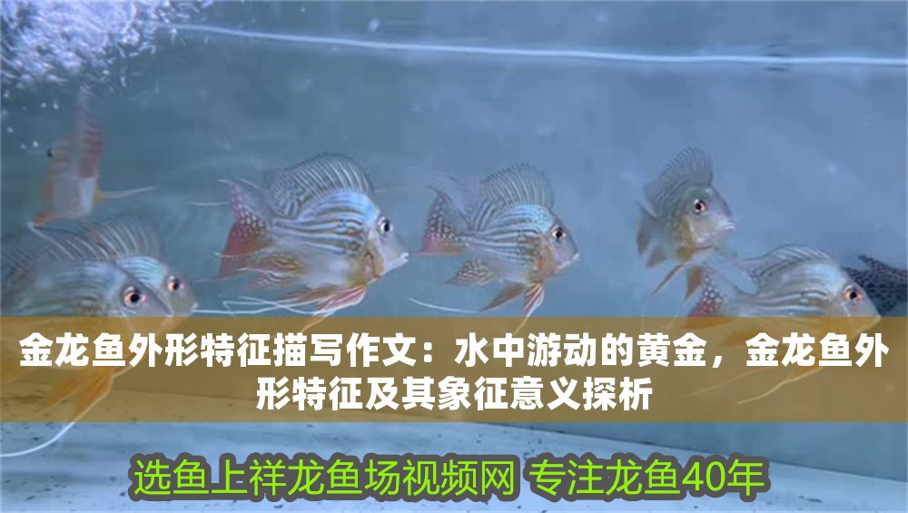 金龍魚外形特征描寫作文：水中游動的黃金，金龍魚外形特征及其象征意義探析